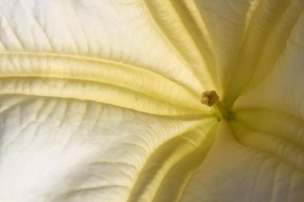 Inside a flower blossom