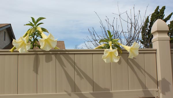 Flowers looking over the fence