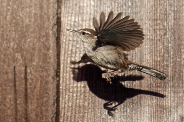 Photo of a bewick's wren flying, wings outstretched