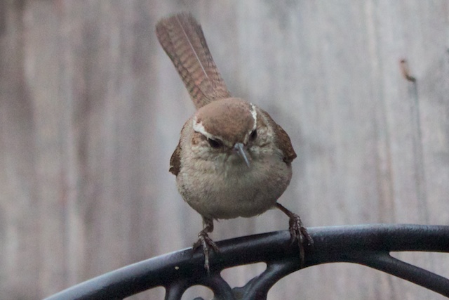 Photo of a bewick's wren glaring at the camera